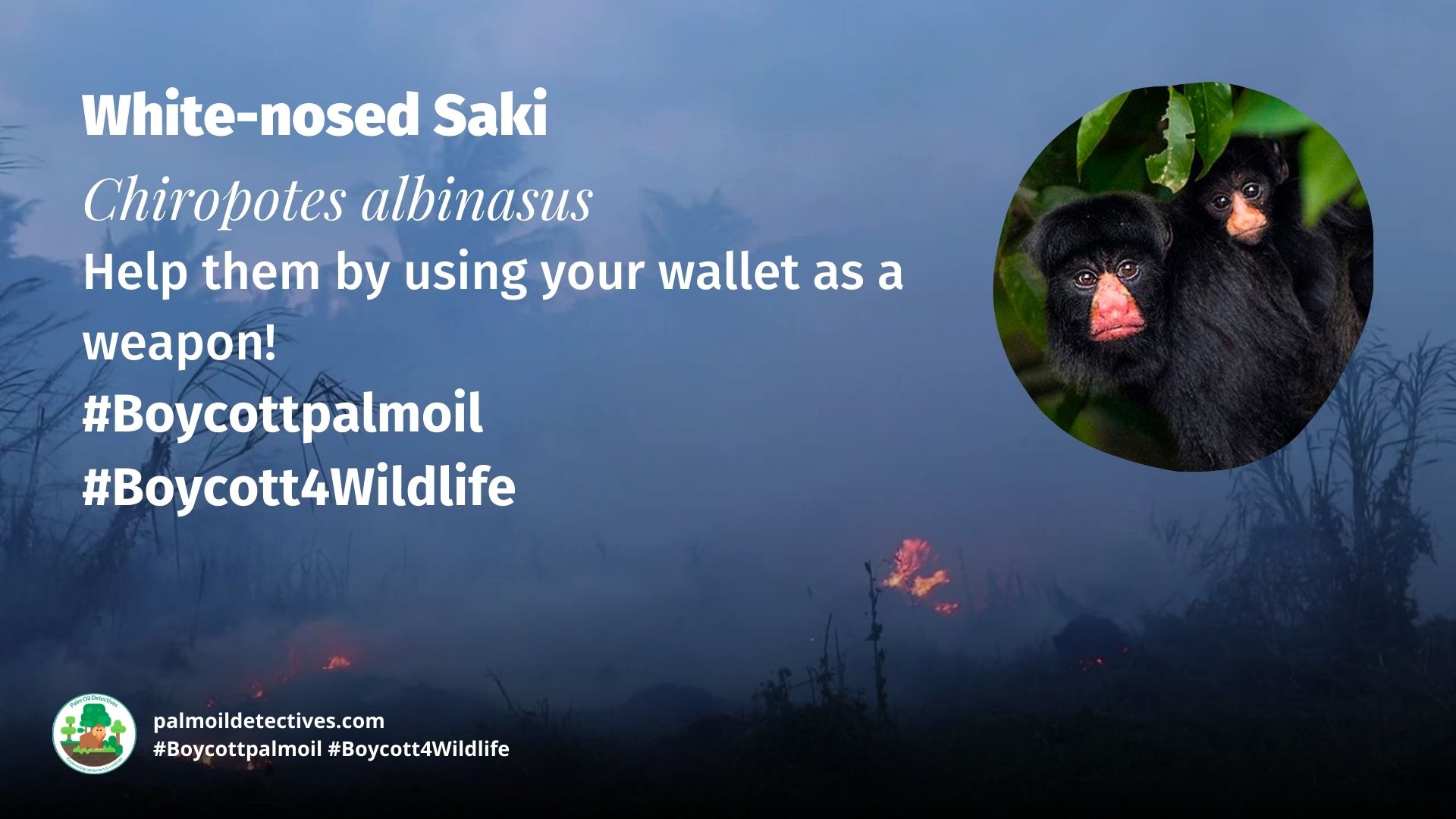 White-nosed Saki Chiropotes albinasus