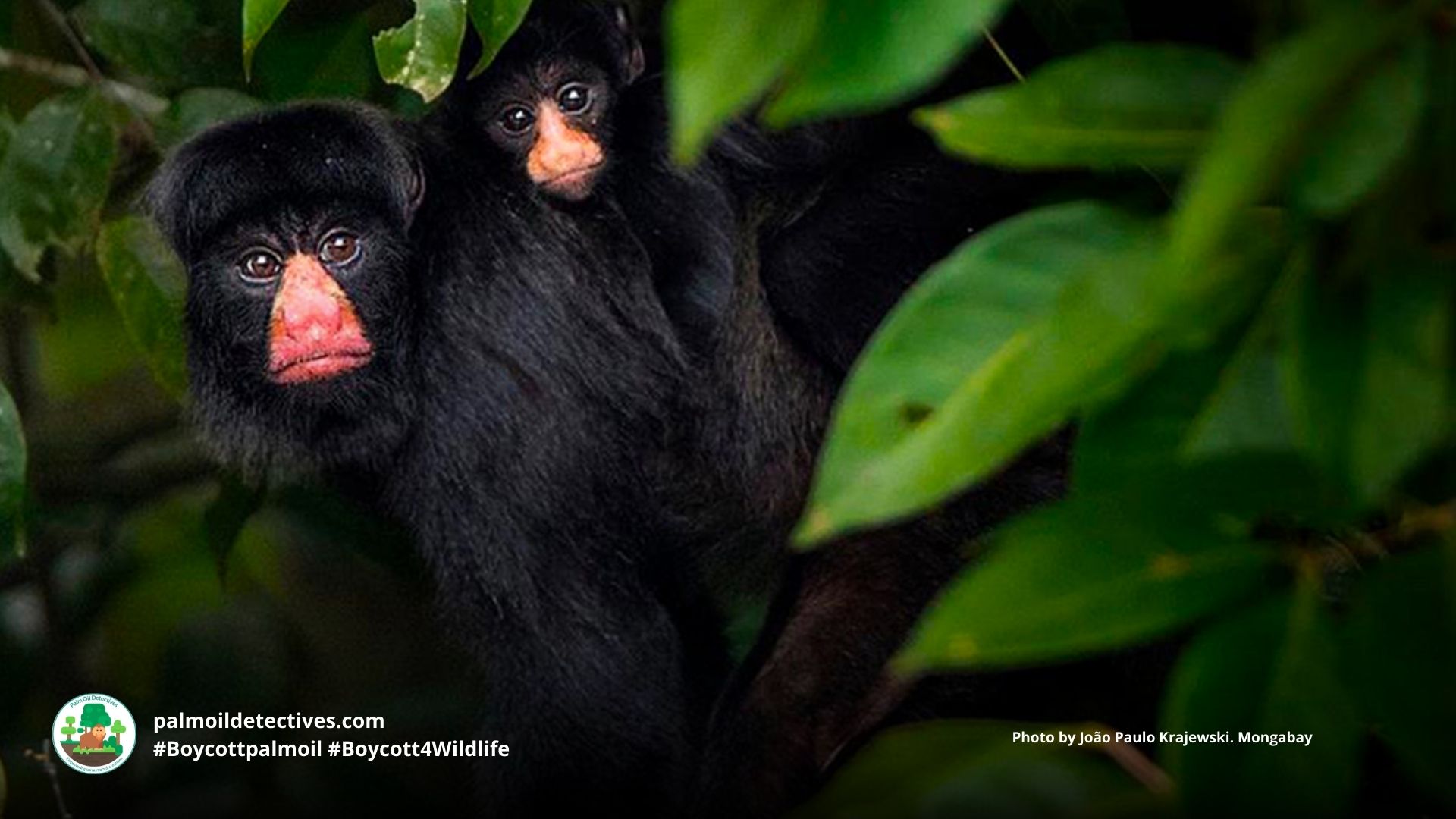 White-nosed Saki Chiropotes albinasus