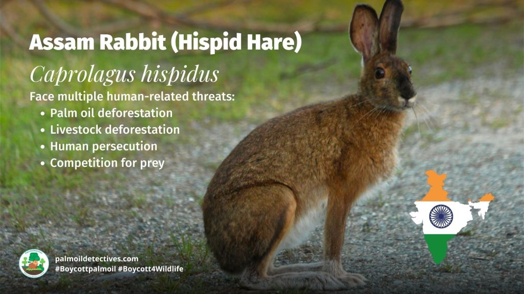 Assam Rabbit - India - Palm oil is a recipe for disaster in India