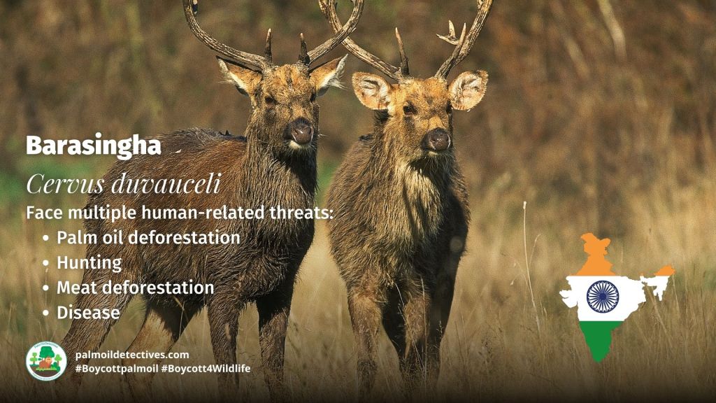 Barasingha - Palm oil is a recipe for disaster in India