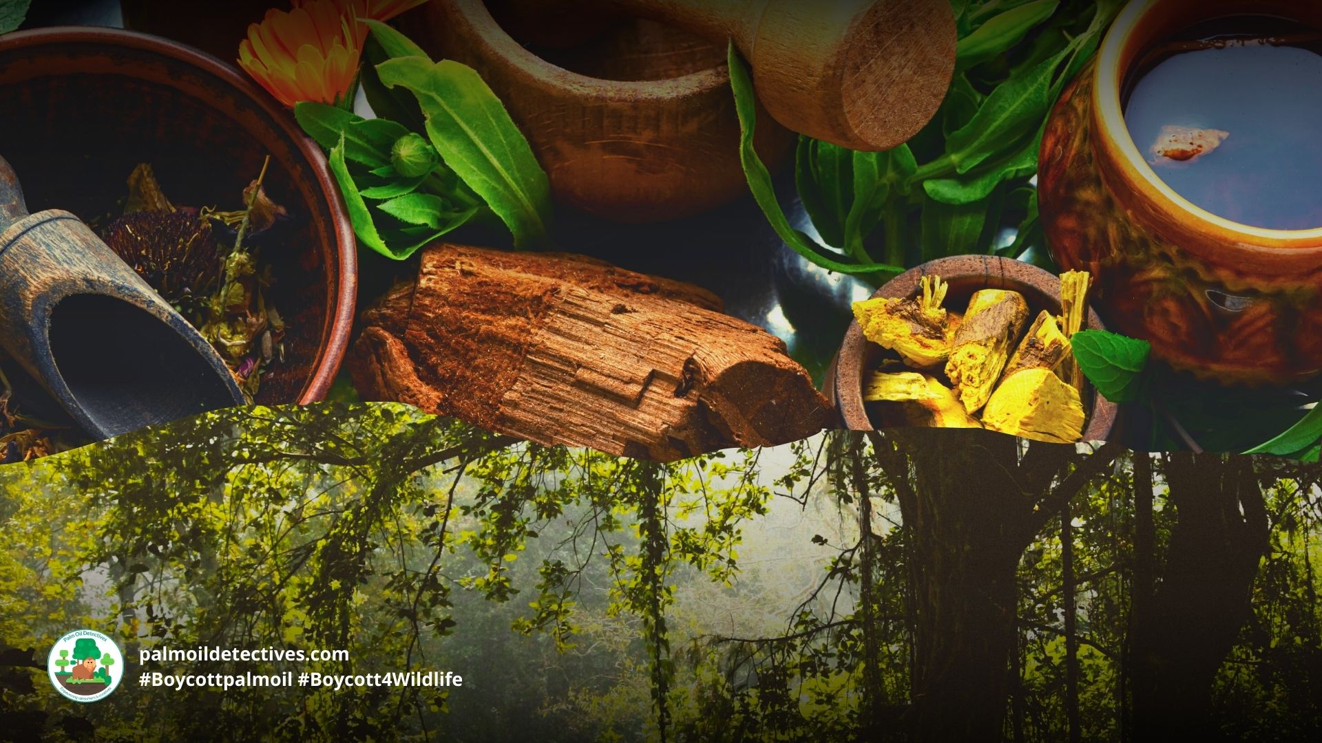 Rainforest loss means lost plant medicines we may never know Palm Oil Detectives