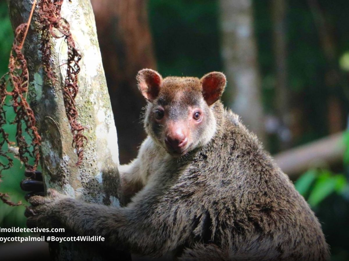 Grizzled Tree Kangaroo Dendrolagus&nbsp;inustus