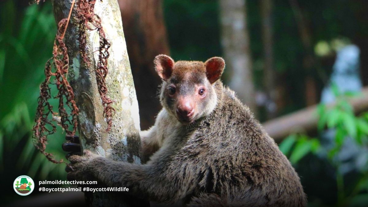 Grizzled Tree Kangaroo Dendrolagus&nbsp;inustus