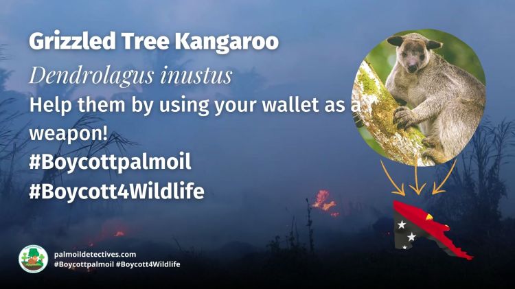 Grizzled Tree Kangaroo Dendrolagus inustus - #Boycott4Wildlife 