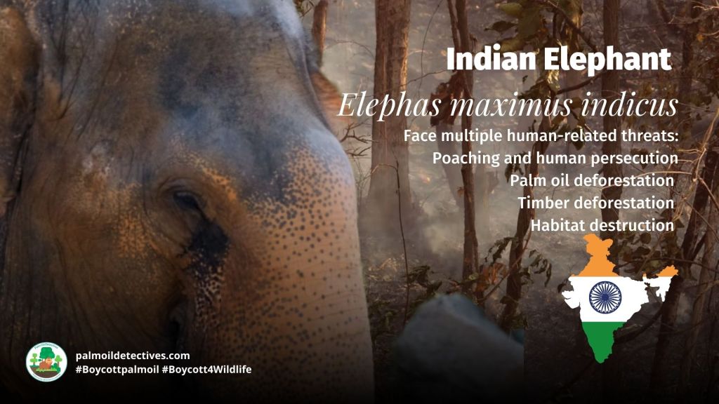 Indian Elephant - Palm oil is a recipe for disaster in India