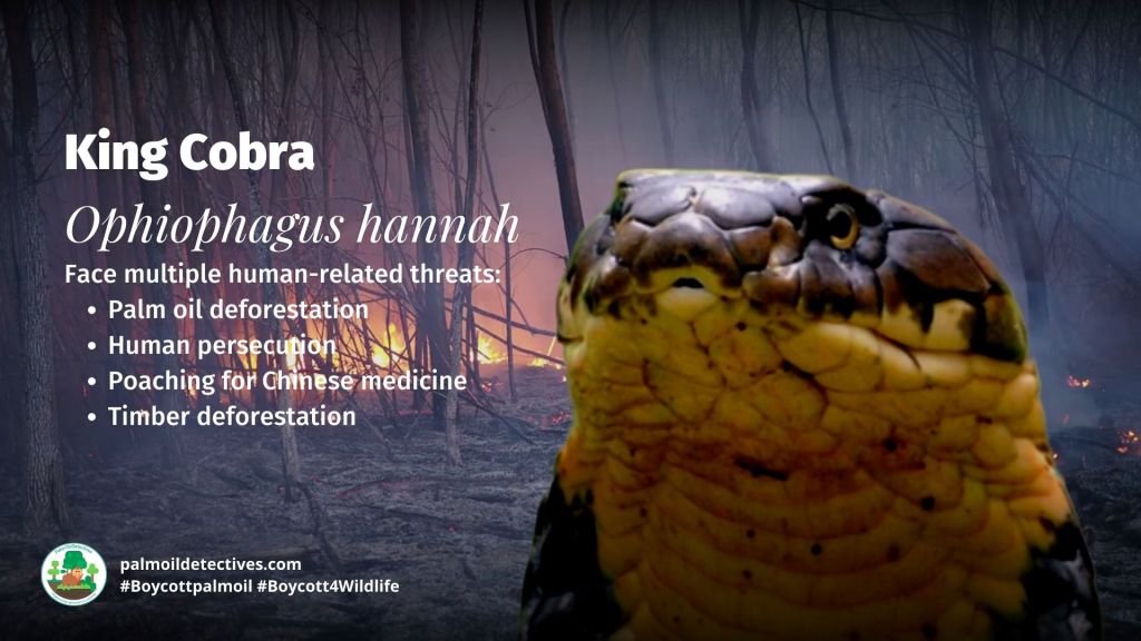 King Cobra Ophiophagus hannah - threars