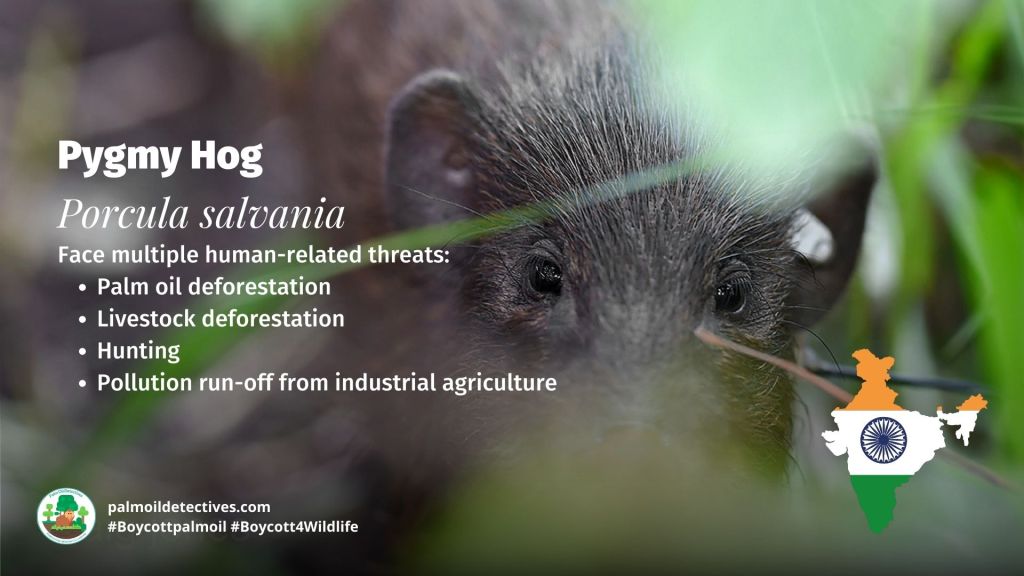 Pygmy hog - India - Asia - Palm oil is a recipe for disaster in India