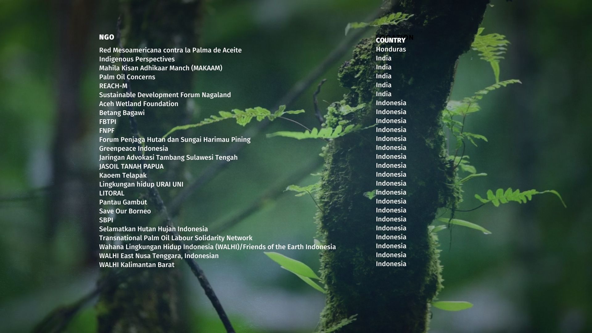 100 NGOS sign a public statement denouncing the RSPO and "sustainable" palm oil as a fake solution that does not stop deforestation