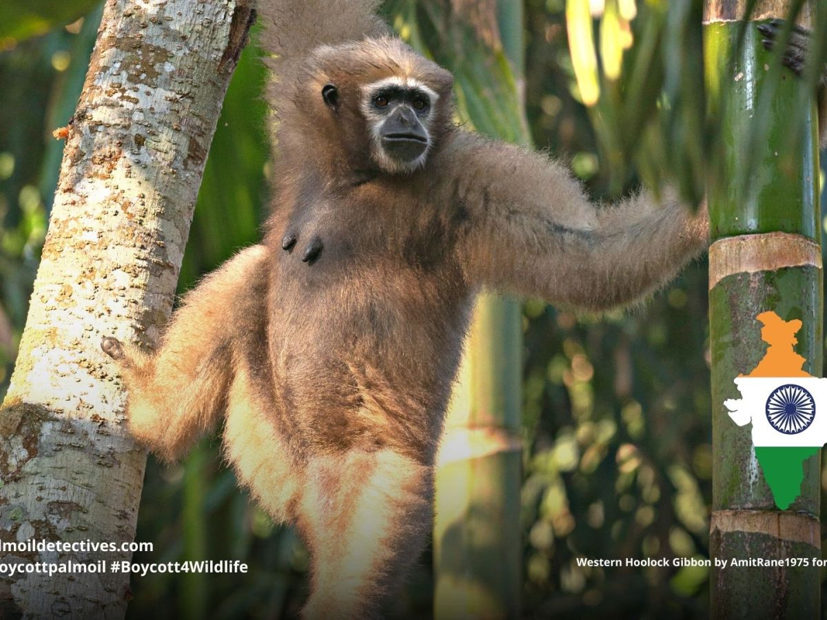 Western Hoolock Gibbon Hoolock&nbsp;hoolock