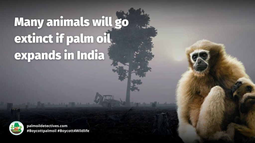 Western Hoolock Gibbon Hoolock hoolock - India - Asia