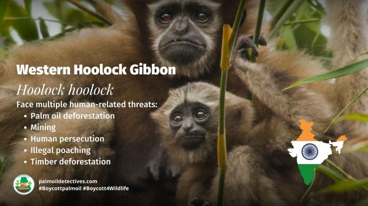Western Hoolock Gibbon - Palm oil is a recipe for disaster in India