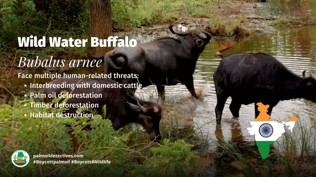 Wild Water Buffalo Bubalus arnee - Palm oil is a recipe for disaster in India