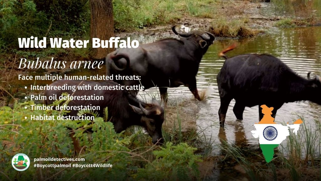 Wild Water Buffalo - India - Asia - Palm oil is a recipe for disaster in India