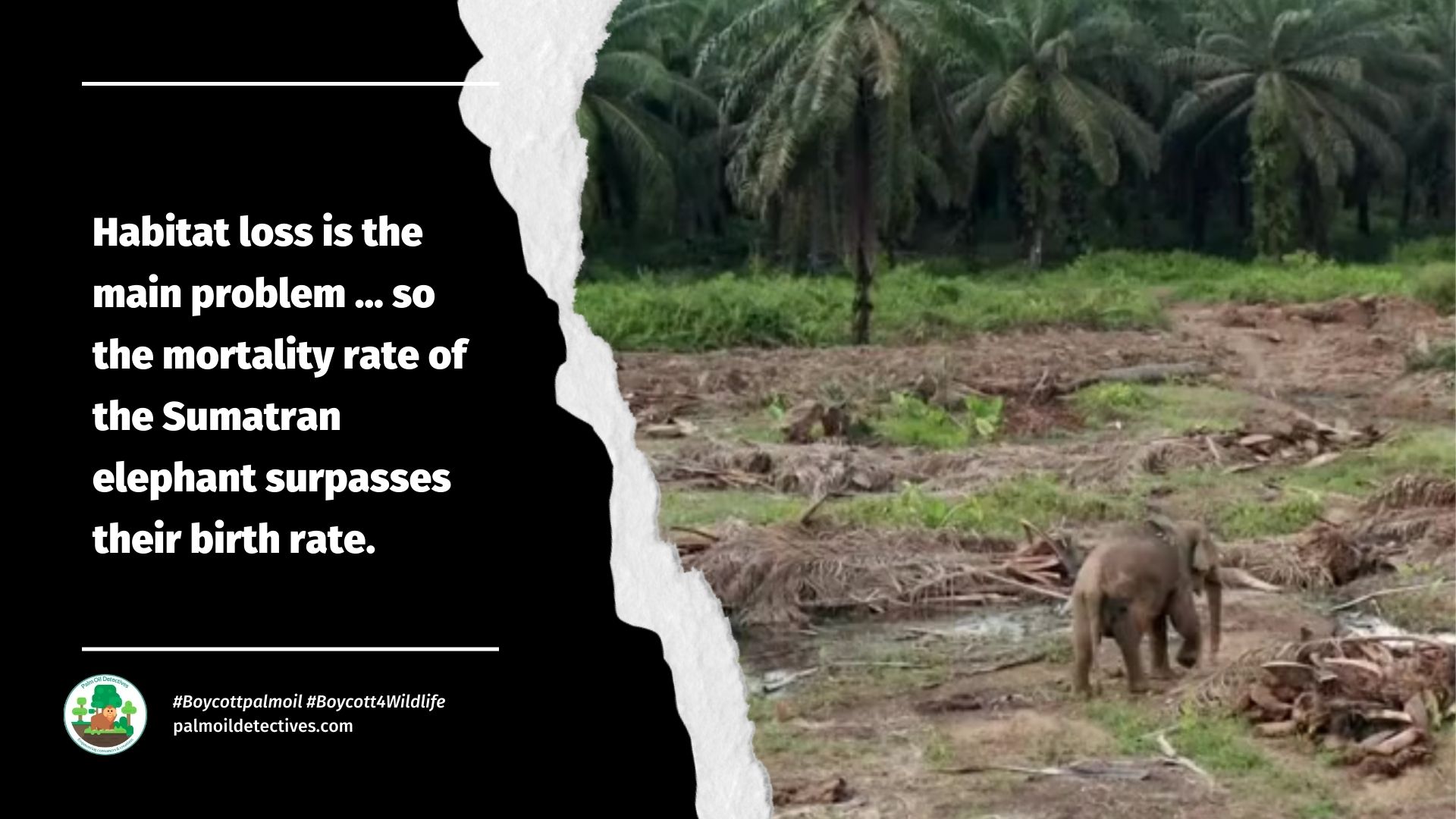 Sumatran elephants: Surrounded by palm oil and nobody knows how many are left alive! #Boycottpalmoil #Boycott4Wildlife