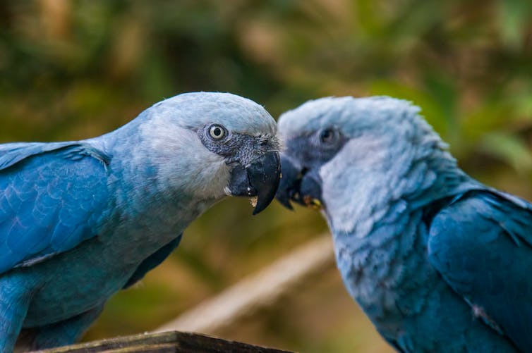 The Spix’s macaw is one of the rarest birds in the world: it is estimated that there are only 177 captive individuals in the world. The species was declared extinct in the wild in 2000. Image by the ACTP.