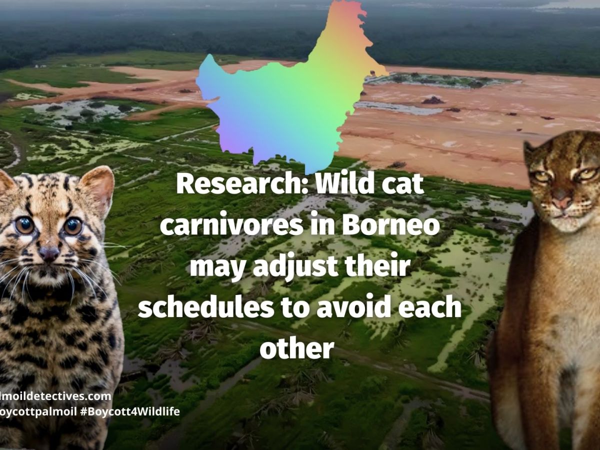 Research: Wild cat carnivores in Borneo may adjust their schedules to avoid each&nbsp;other