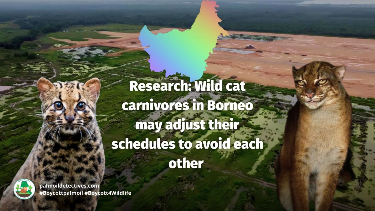 Wildcat carnivores in Borneo may adjust their schedules to avoid each other