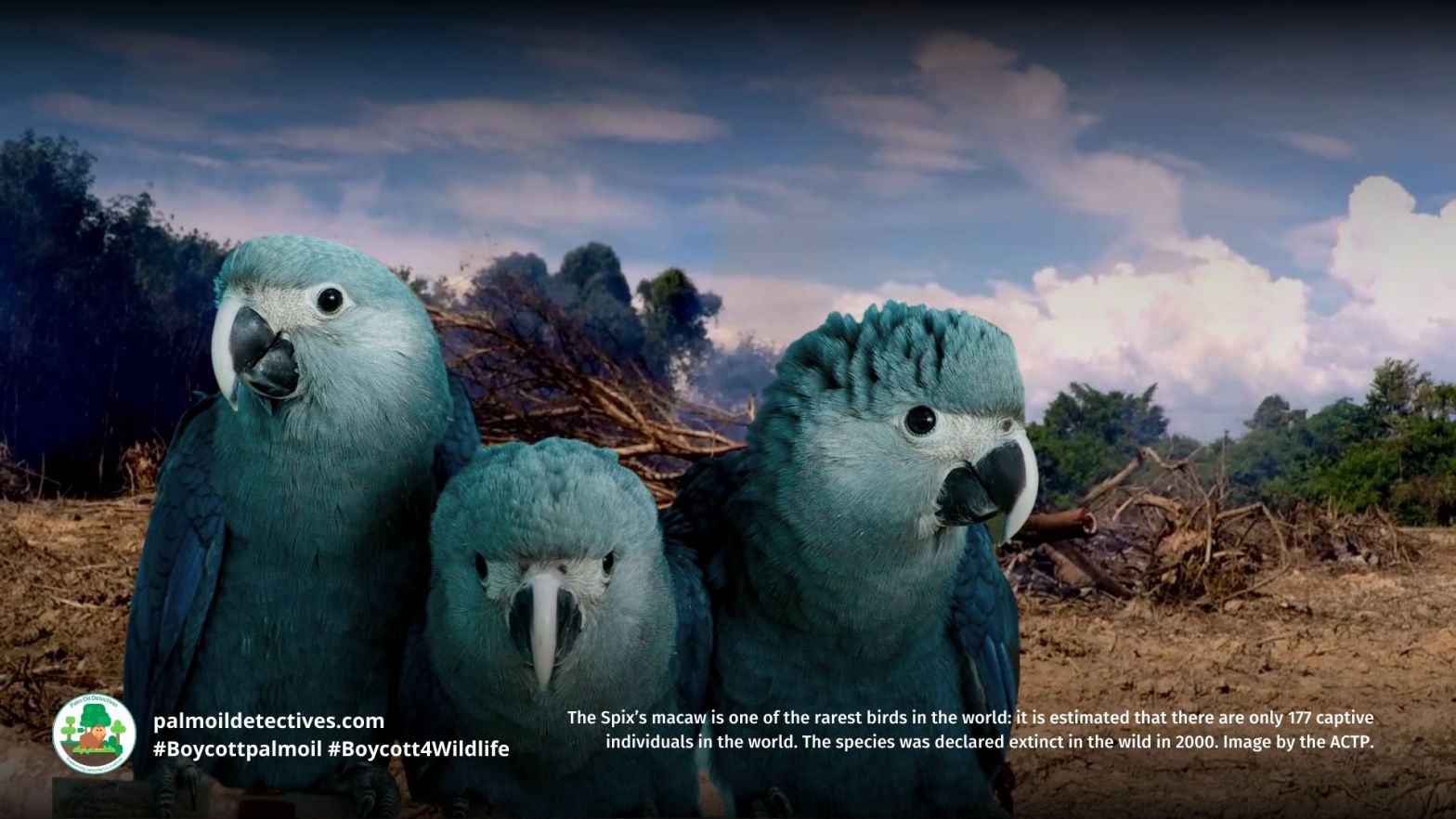 The Spix’s macaw is one of the rarest birds in the world: it is estimated that there are only 177 captive individuals in the world. The species was declared extinct in the wild in 2000. Image by the ACTP.
