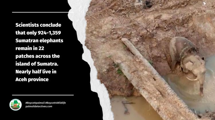 Sumatran elephants: Surrounded by palm oil and nobody knows how many are left alive!