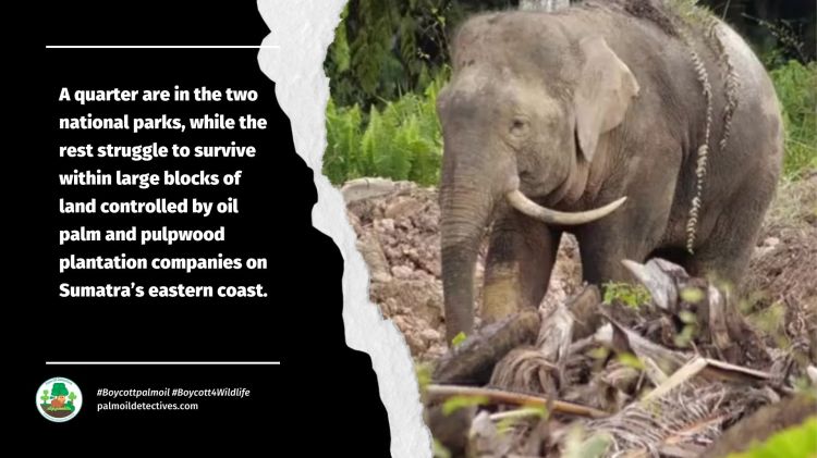 Sumatran elephants: Surrounded by palm oil and nobody knows how many are left alive!