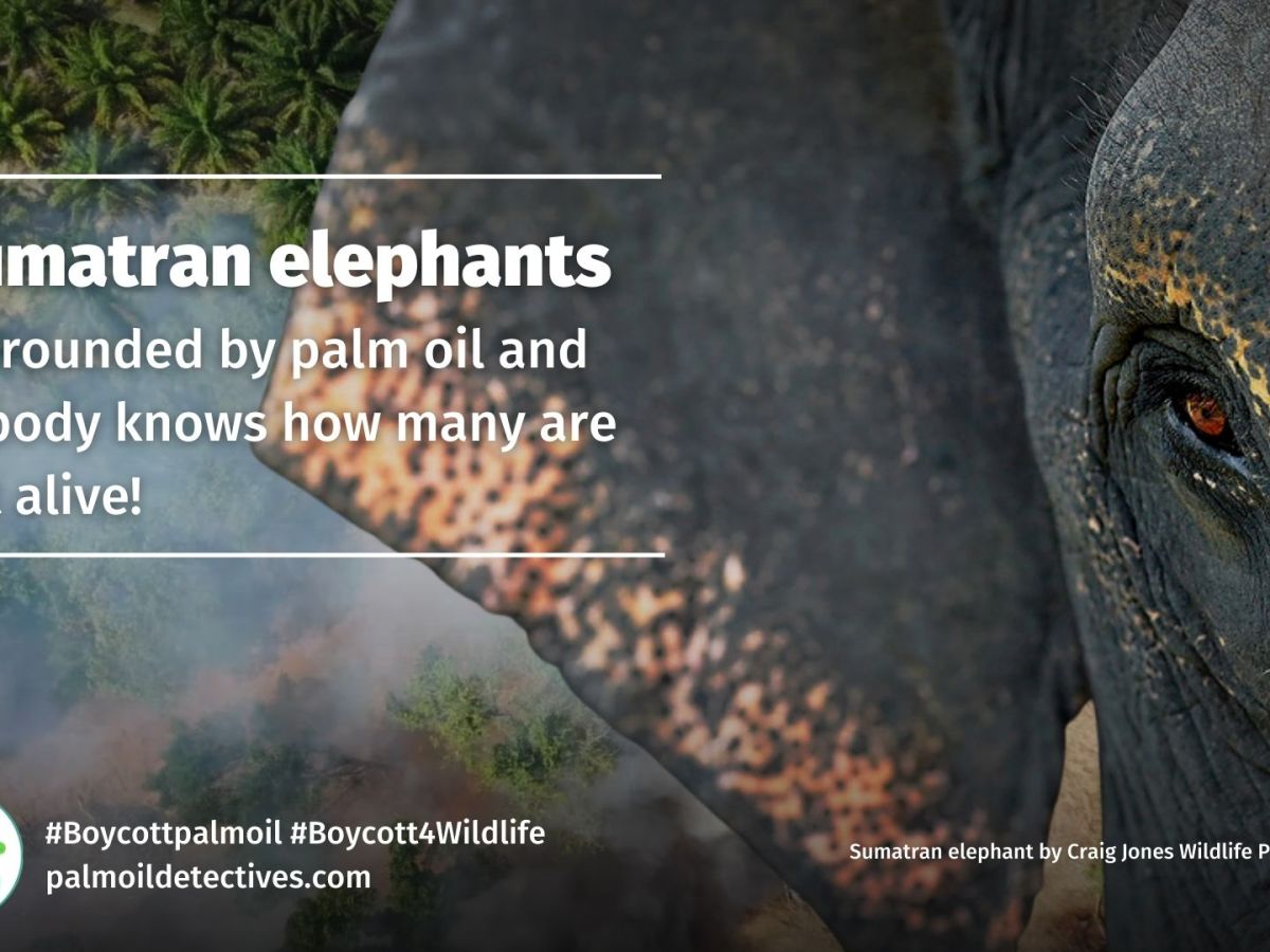 Sumatran elephants: Surrounded by palm oil and nobody knows how many are left&nbsp;alive!
