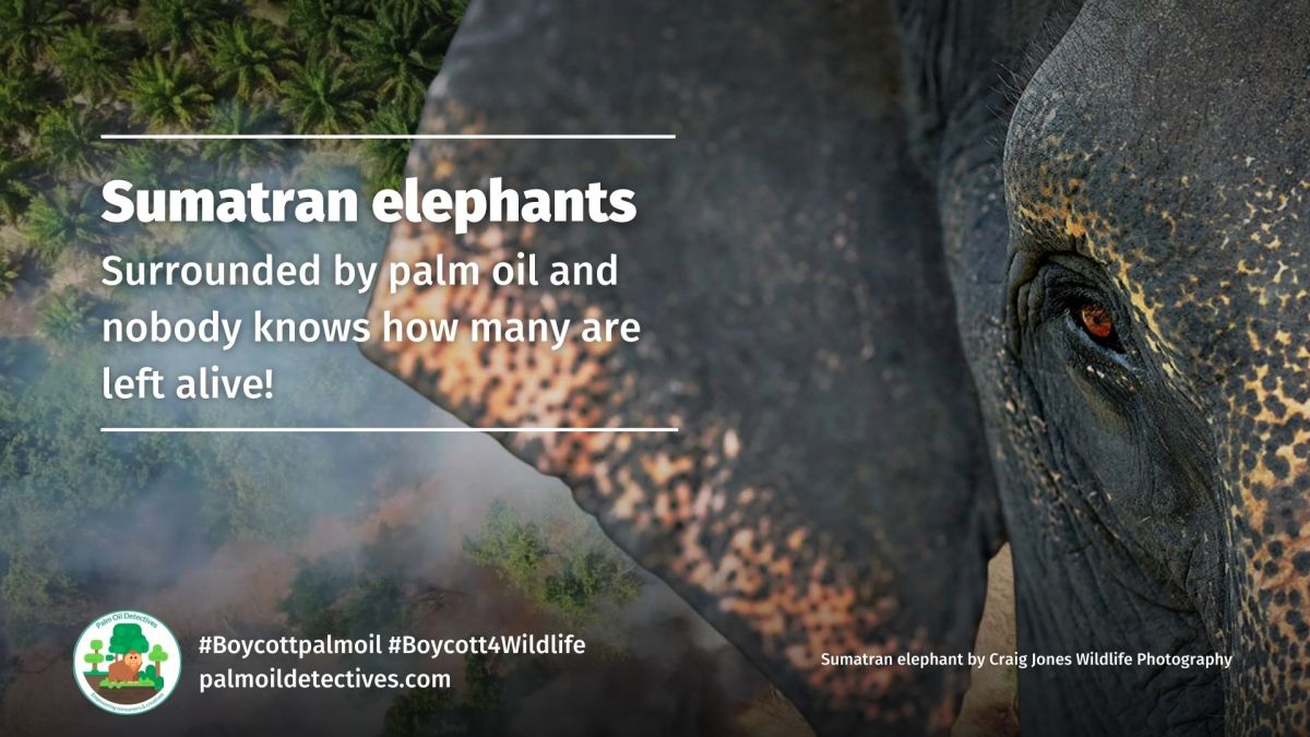 Sumatran elephants: Surrounded by palm oil and nobody knows how many are left&nbsp;alive!