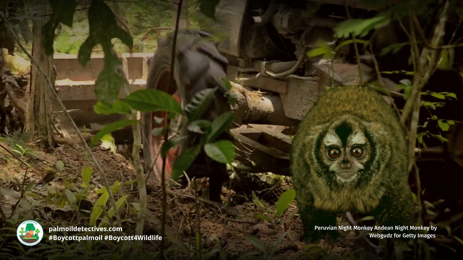 Andean Night Monkey Andus miconax threatene by palm oil deforestation #Boycottpalmoil #Boycott4Wildlife