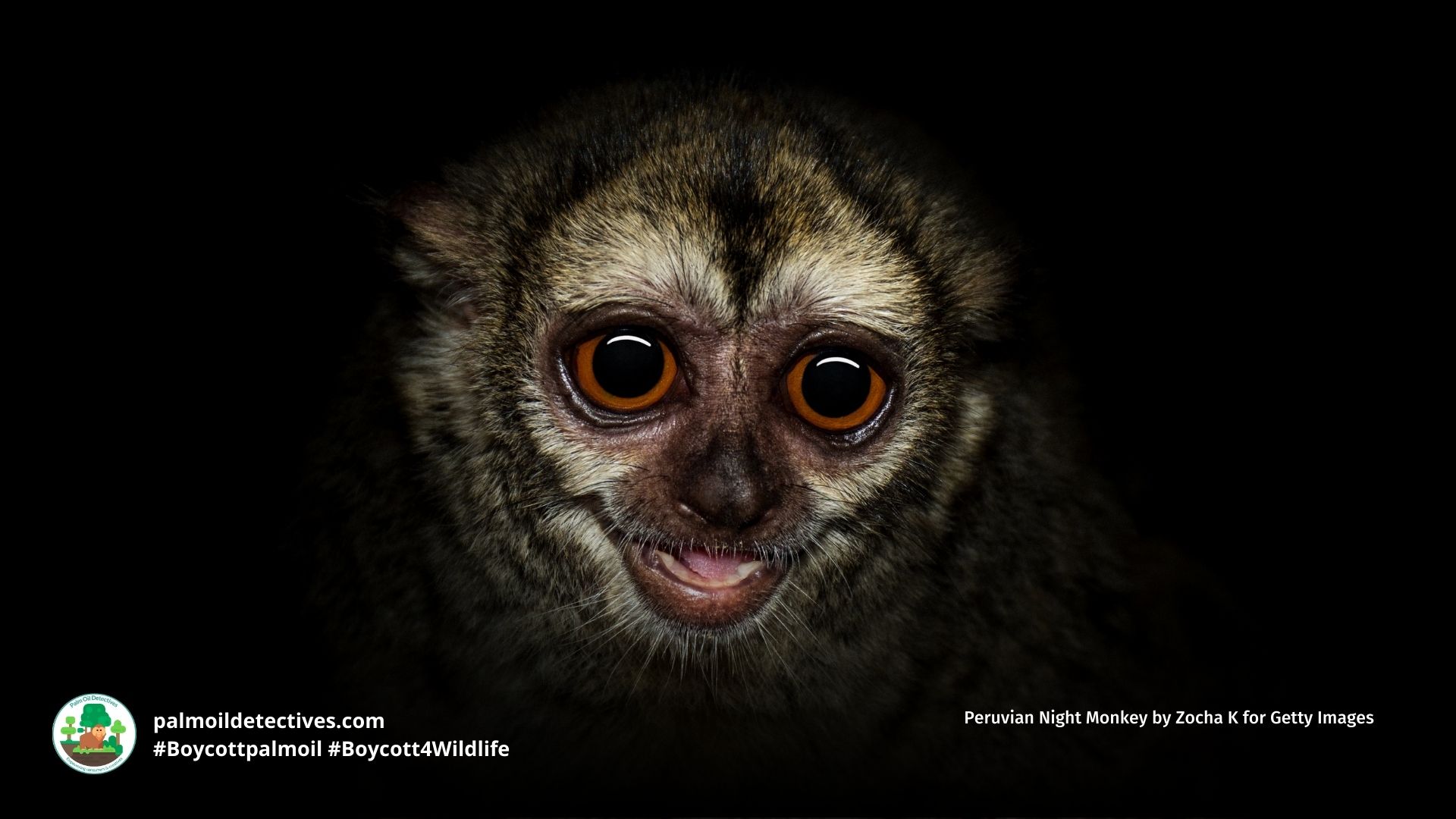 Andean Night Monkey Andus miconax threatene by palm oil deforestation #Boycottpalmoil #Boycott4Wildlife