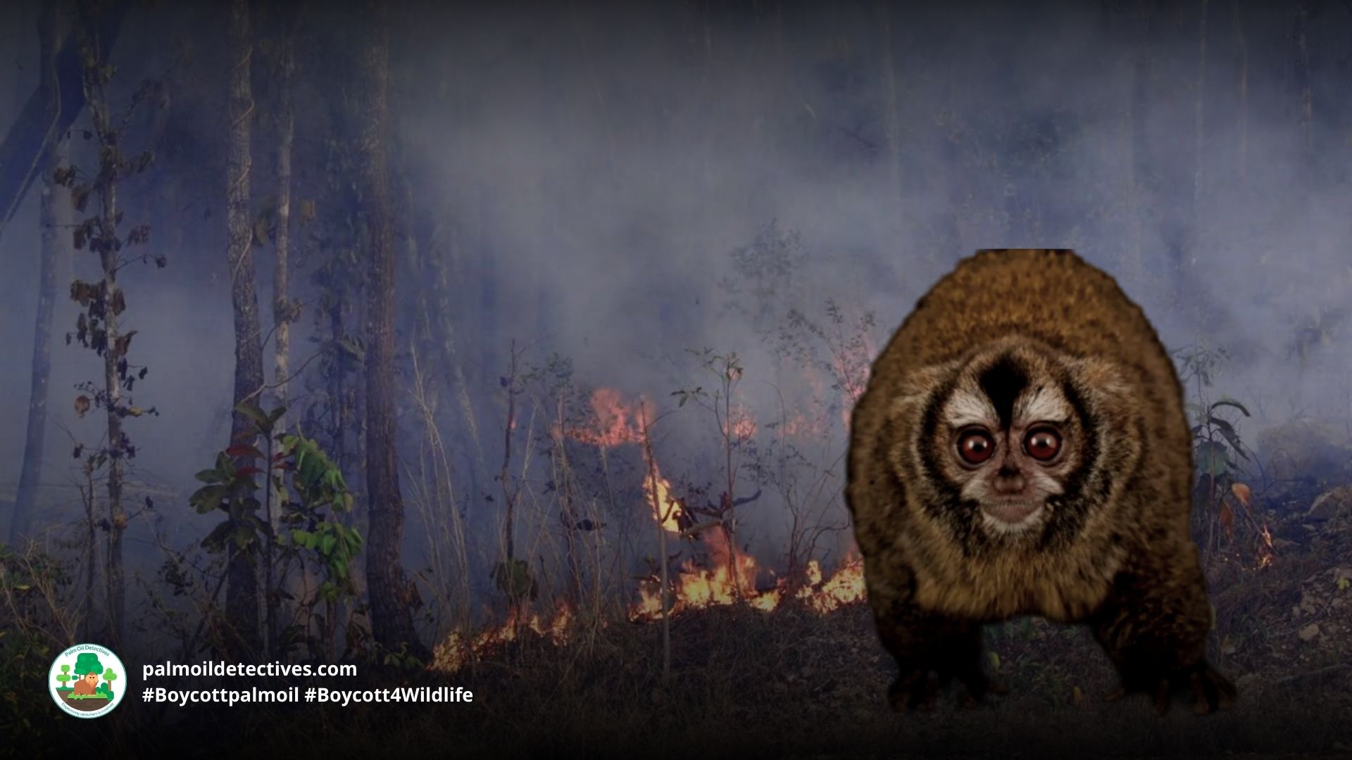 Andean Night Monkey Andus miconax threatene by palm oil deforestation #Boycottpalmoil #Boycott4Wildlife