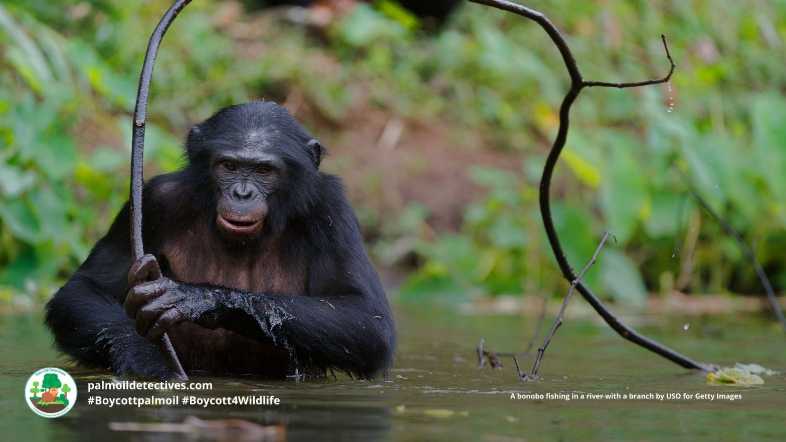 Bonobo Pan paniscus are highly intelligent and use tools. as seen here fishing in a river using a tree branch.