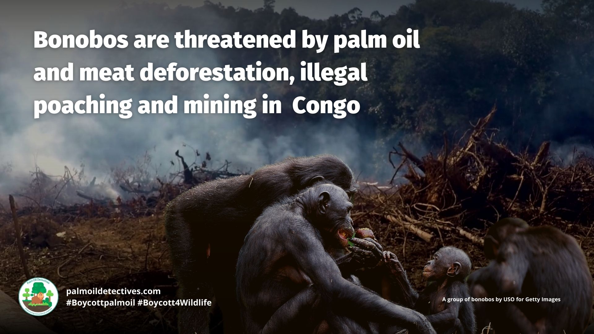 Bonobo Pan paniscus are threatened by palm oil and meat deforestation, poaching and mining in Congo