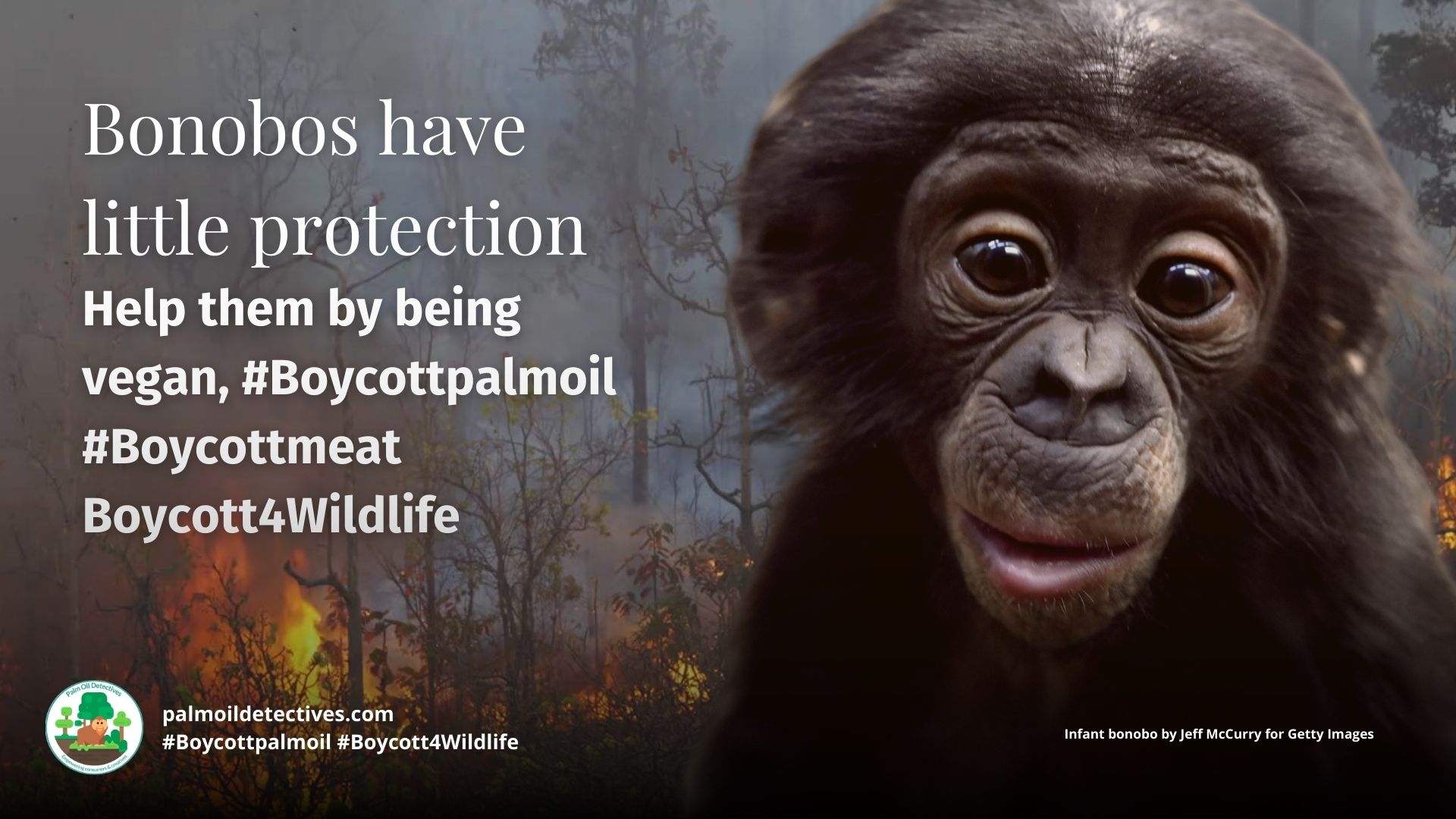 Bonobo Pan Paniscus has little protection - help them and #Boycottpalmoil #Boycott4Wildlife