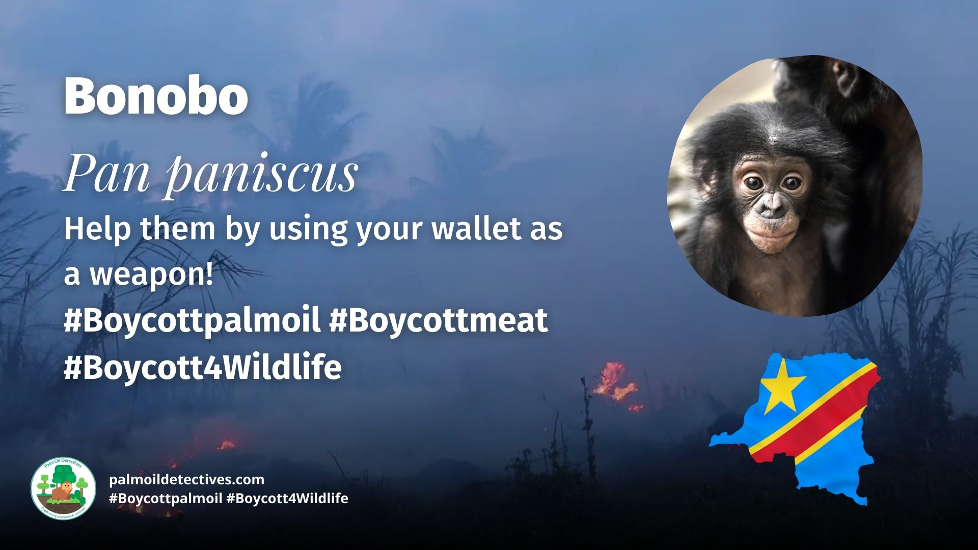 Bonobo Pan Paniscus has little protection - help them and #Boycottpalmoil #Boycott4Wildlife