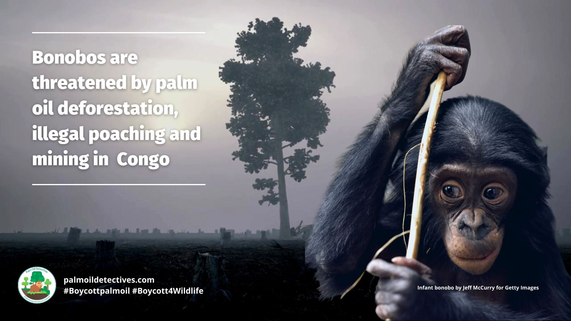 Bonobo Pan paniscus are threatened by palm oil and meat deforestation, poaching and mining in Congo