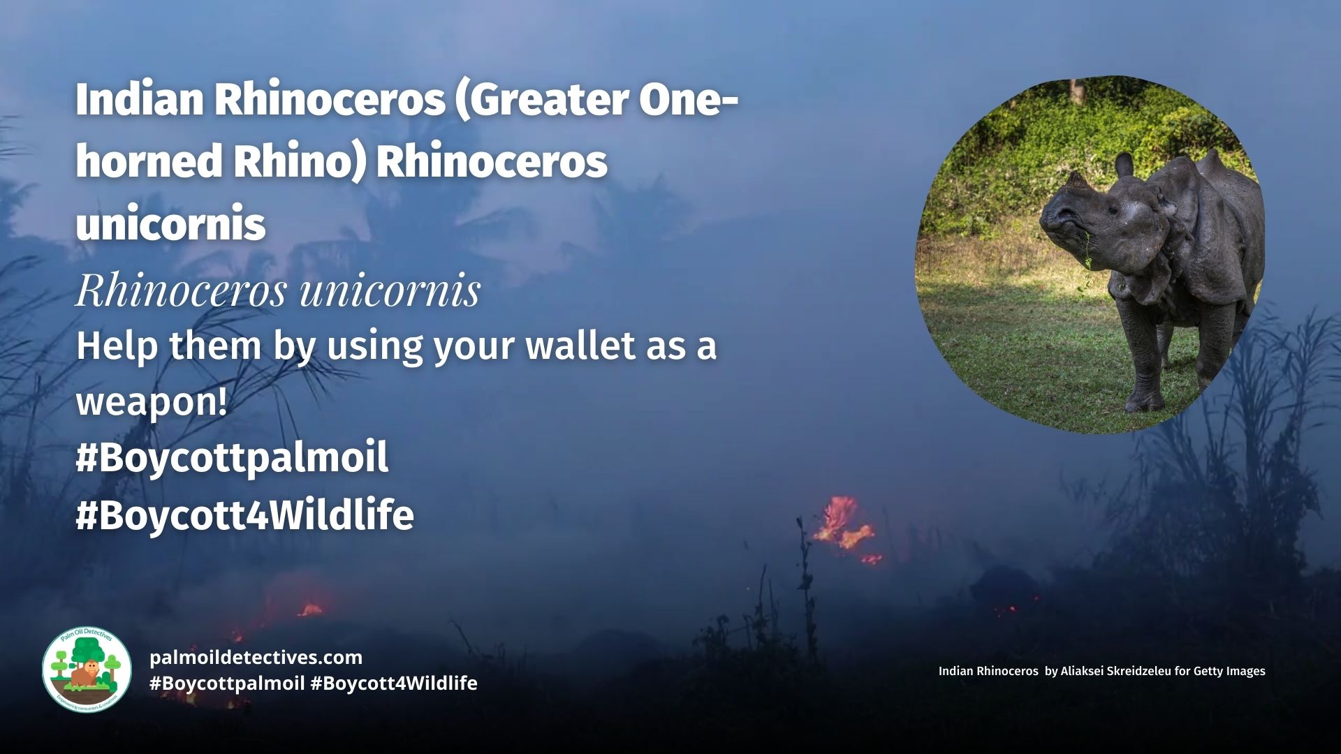 Indian Rhino (Greater One-horned Rhino) Rhinoceros unicornis India Asia take action!