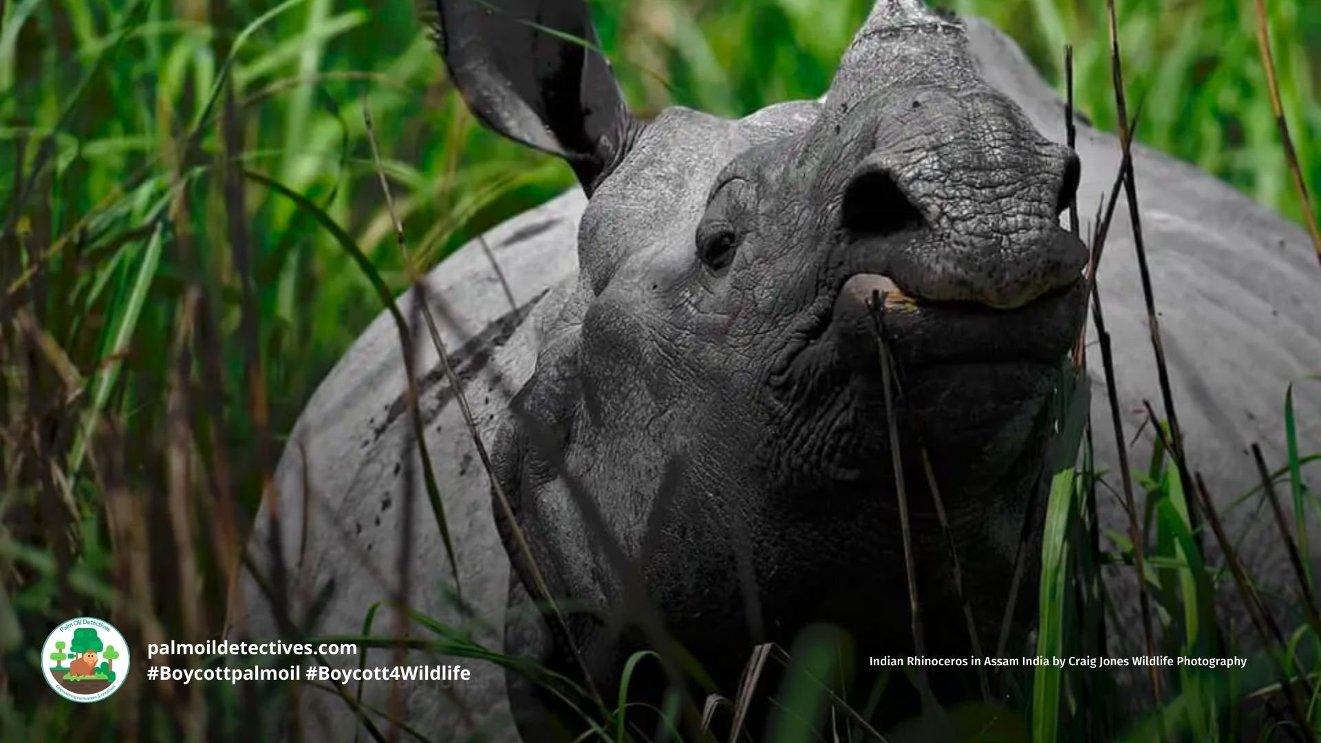 Indian Rhino (Greater One-horned Rhino) Rhinoceros unicornis India Asia close up of face. Credit: Craig Jones Photography