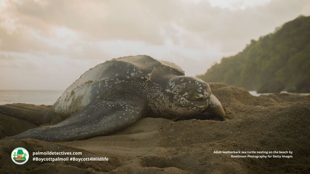 Adult leatherback sea turtle nesting on the beach by Rawlinson Photography for Getty Images