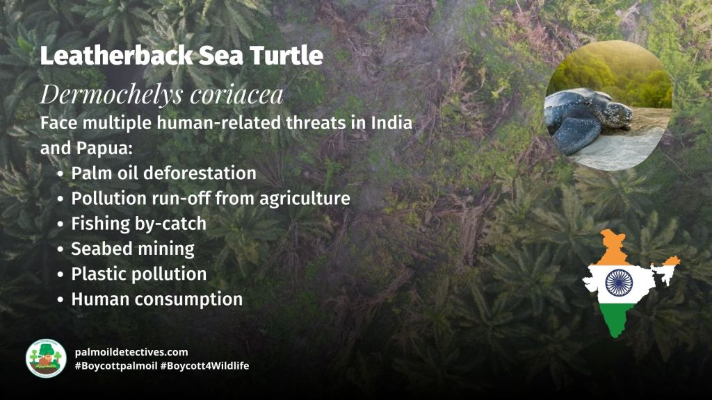 Leatherback Sea Turtle Dermochelys coriacea - Asia Papua - threats