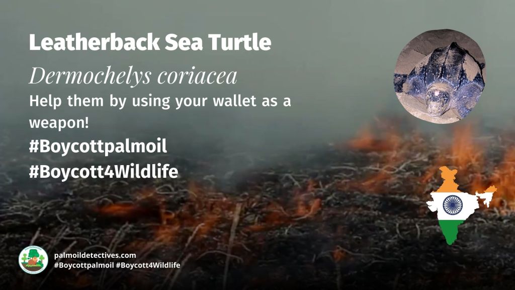 Leatherback Sea Turtle Dermochelys coriacea - Asia Papua - #Boycottpalmoil #Boycott4Wildlife
