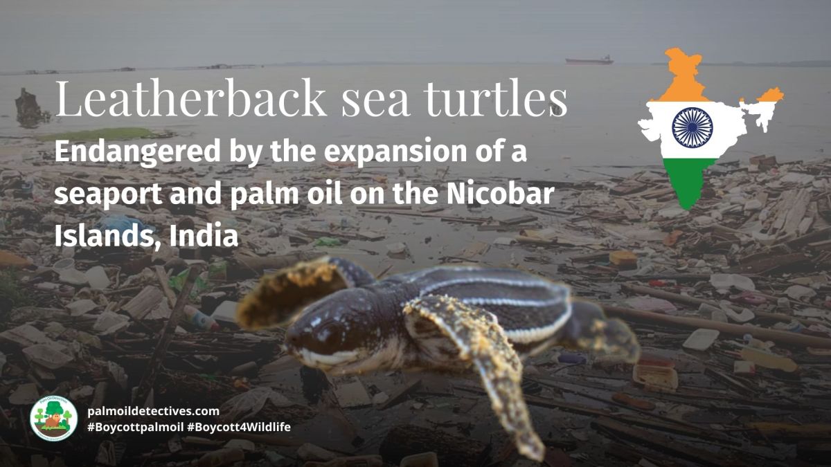 Nicobar Islands Port and Palm Oil: Threatens Giant&nbsp;Turtles