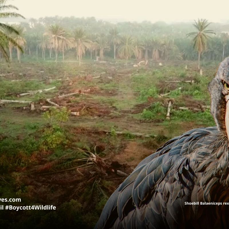 Shoebill Balaeniceps rex