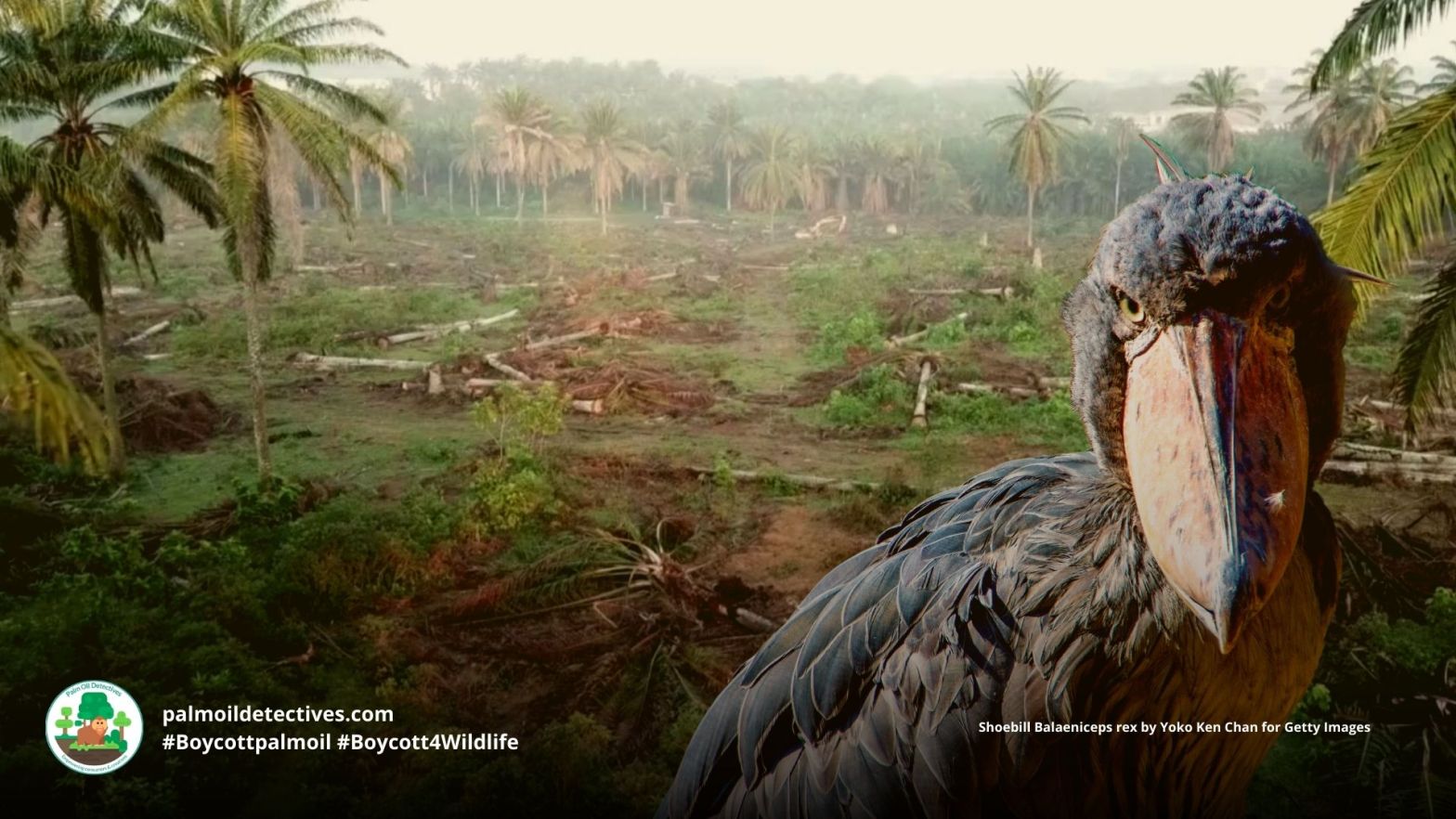 Shoebill Balaeniceps rex