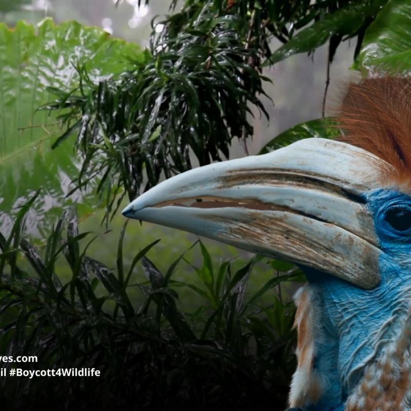 Yellow-casqued Hornbill Ceratogymna&nbsp;elata