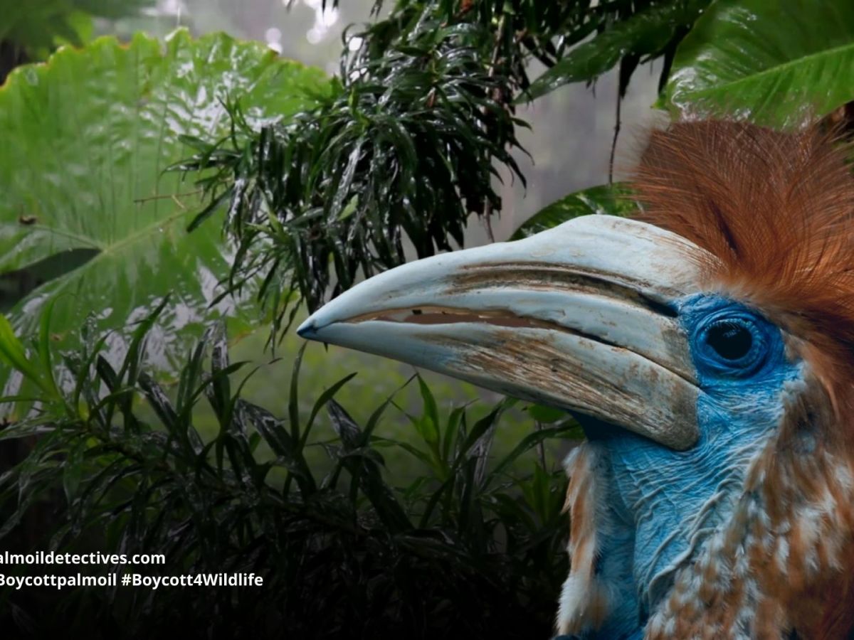 Yellow-casqued Hornbill Ceratogymna&nbsp;elata