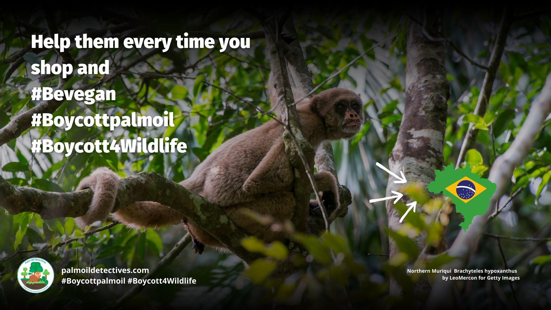 Northern Muriqui Brachyteles hypoxanthus - threats #Boycott4Wildlife