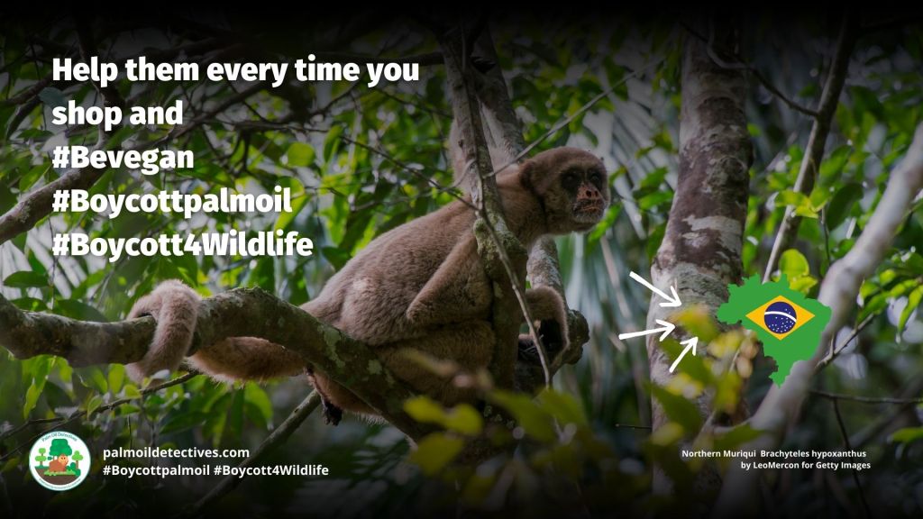 Northern Muriqui Brachyteles hypoxanthus - threats #Boycott4Wildlife