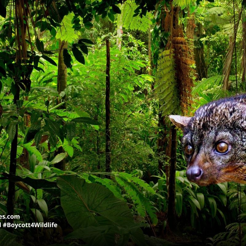 African Palm Civet Nandinia&nbsp;binotata