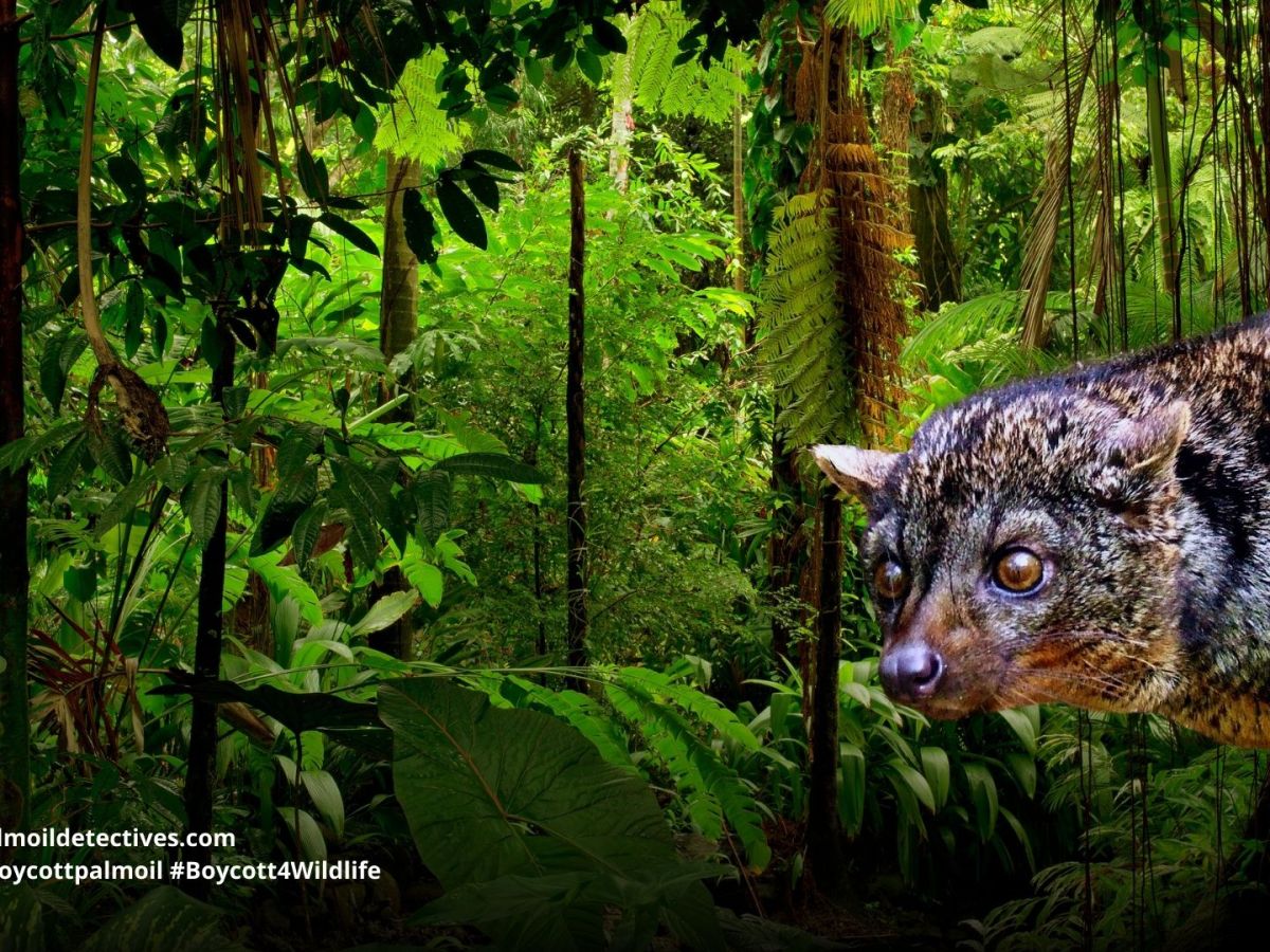 African Palm Civet Nandinia&nbsp;binotata