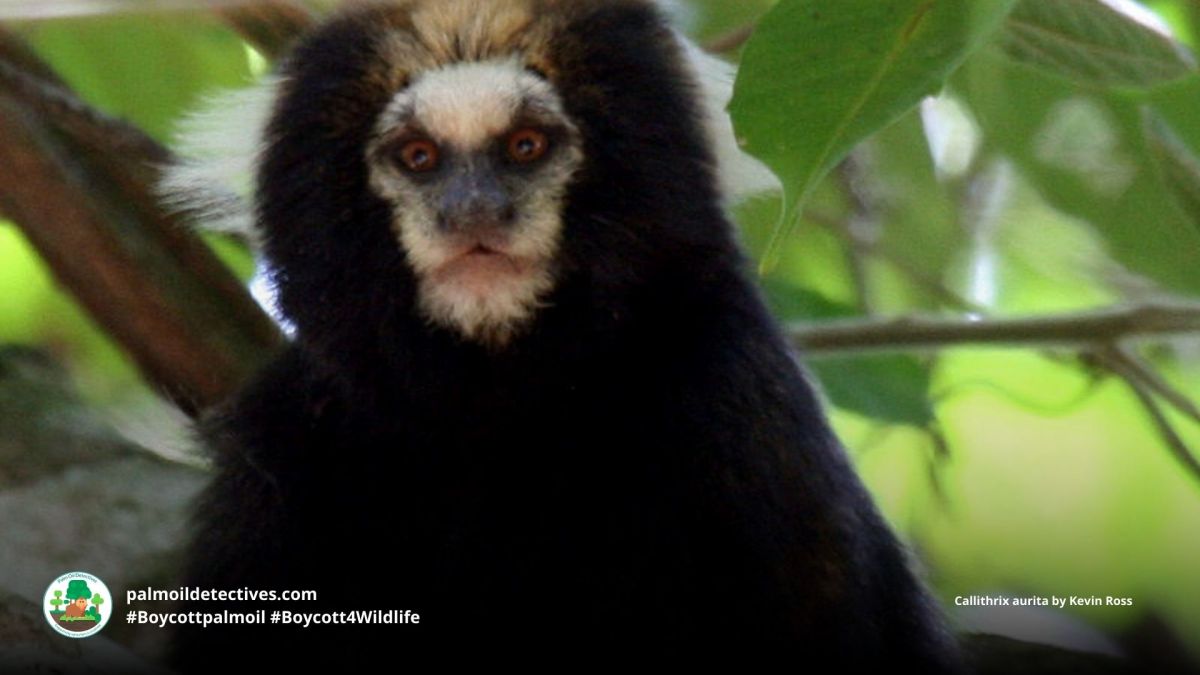 Buffy-tufted-ear Marmoset Callithrix&nbsp;aurita