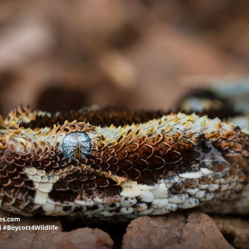 Butterfly Viper Bitis&nbsp;nasicornis